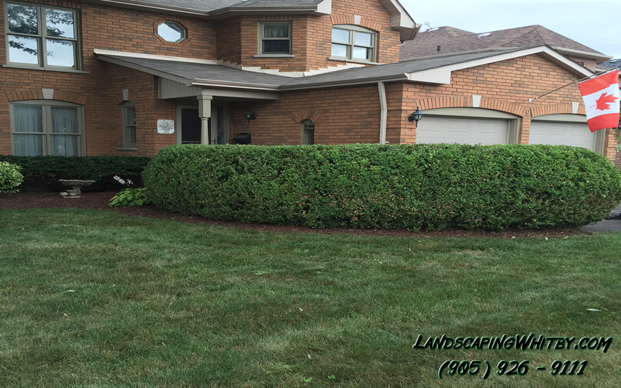 hedge pruning